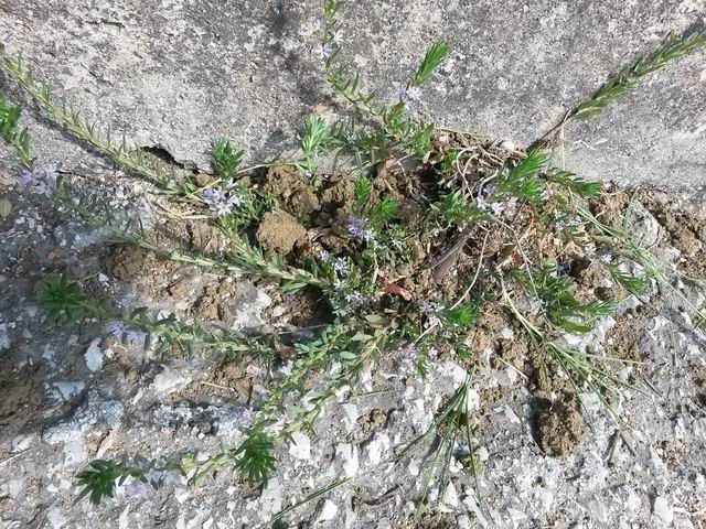 Lythrum hyssopifolia (Lythraceae)
